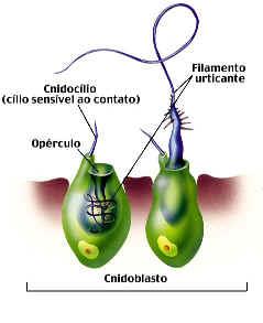 A principal característica deste filo é a presença de cnidoblastos ou cnidócitos - células urticantes que desenrolam um filamento urticante, o nematocisto, liberando as substâncias tóxicas