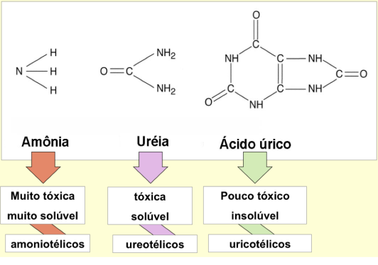 Fisiologia Parte 2 Apostila ENEM em 100 Dias 1.