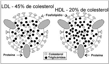 As LDL são as principais formas de transporte de lipídios para os tecidos. As HDL são as menores partículas.