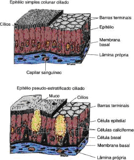 Epitélios de revestimento: simples ciliado oviduto (tuba uterina); pseudo-estratificado traqueia 2.