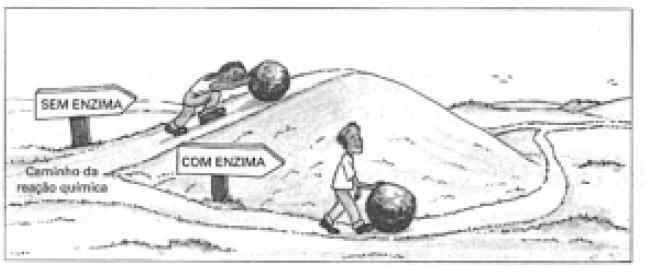 a) Colágeno, queratina e actina são exemplos de proteínas com função de constituição e estruturação da matéria viva. b) São constituídas por vários aminoácidos unidos por ligações peptídicas.