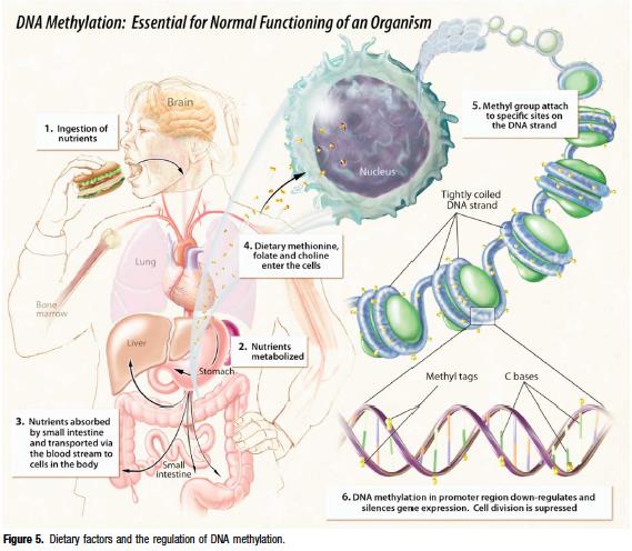 CÂNCER HIPERMETILAÇÃO DO DNA silenciamento de genes supressores tumorais e silenciamento de genes de reparo de DNA HIPOMETILAÇÃO GLOBAL DO DNA ativação de oncogene e