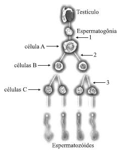 d) a duplicação dos cromossomos deverá ocorrer durante a mitose. e) a produção de proteínas é totalmente interrompida.