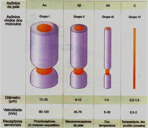 Curi & Procopio, 2009 Fig.14 O diâmetro das fibras e, consequentemente sua VC, têm importância fisiológica e clínica diante de algumas situações.