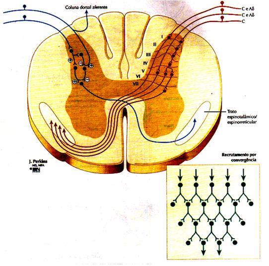 da substância gelatinosa de Rolando, onde termina a grande maioria das fibras C e que contém inúmeros interneurônios, são os agentes desse controle.