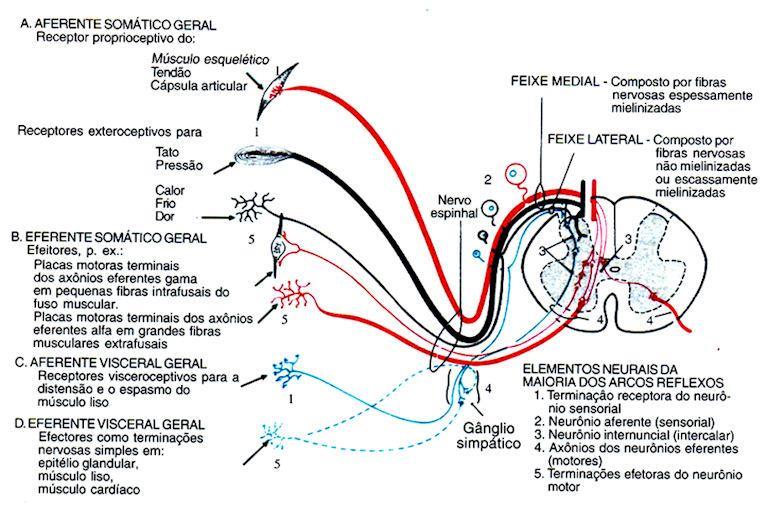 Classificação das sensações A classificação aceita sobre o sistema sensitivo (SS) foi a de Charles Sherrington (1906), que o dividiu em sensações exteroceptivas, proprioceptivas e interoceptivas.