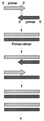 Dímeros dos primers é o produto da extensão do primer por pareamento consigo mesmo ou com o outro primer do par.