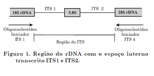 36 infectantes, comprovando a provável origem endógena da maioria das infecções por tais patógenos (MAROL, YUCESOL, 2007; ASMUNDSDOTTIR et al., 2008).