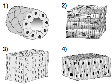 A alternativa que indica corretamente os tecidos que compõem os rins, o fêmur, as fossas nasais (mucosa) e o coração, respectivamente, é: a) 1, 3, 4 e 2. b) 4, 3, 2 e 1. c) 2, 4, 1 e 3.