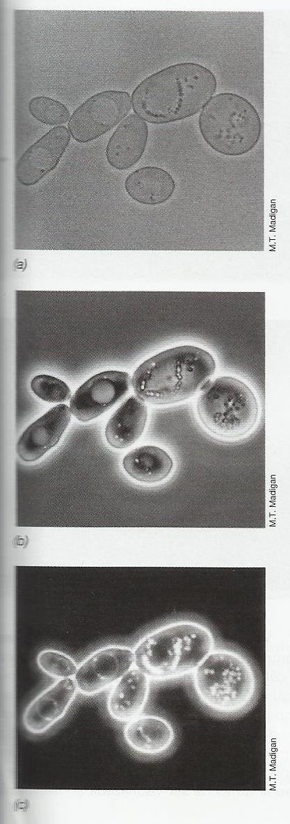 Microscopia de campo claro Microscopia de contraste de fase Microscopia de campo