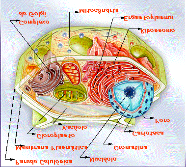 Célula Vegetal Cloroplasto: organela formada por duas membranas e por estruturas discóidais internas.