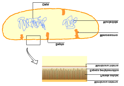 Por sua simplicidade estrutural e rapidez na multiplicação, a célula Escherichia coli é a célula procarionte mais bem estudada.