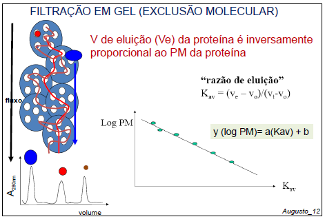 SDS-PAGE Migração relativa Mr D d Precisão 5-10 % Rm =d/d Mr = massa molecular (ou peso molecular) Cromatografia de