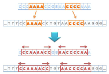 3.1. ALINHAMENTO DE READS CONTRA UM GENOMA DE REFERÊNCIA 37 Figura 3.2: Exemplo do método seed-and-extend. genoma de referência.