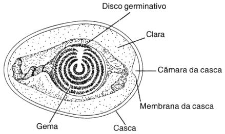 Colégio IMPULSO Prof.: Ramon Lamar BIOLOGIA - 9 19. Analise atentamente os desenhos que mostram gêmeos circundados por suas membranas embrionárias. A estrutura em escuro representa a placenta.