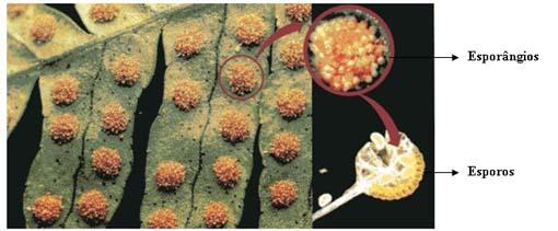 1. Origem e liberação dos esporos Nos esporângios células diplóides dividem- se por meiose e originam esporos