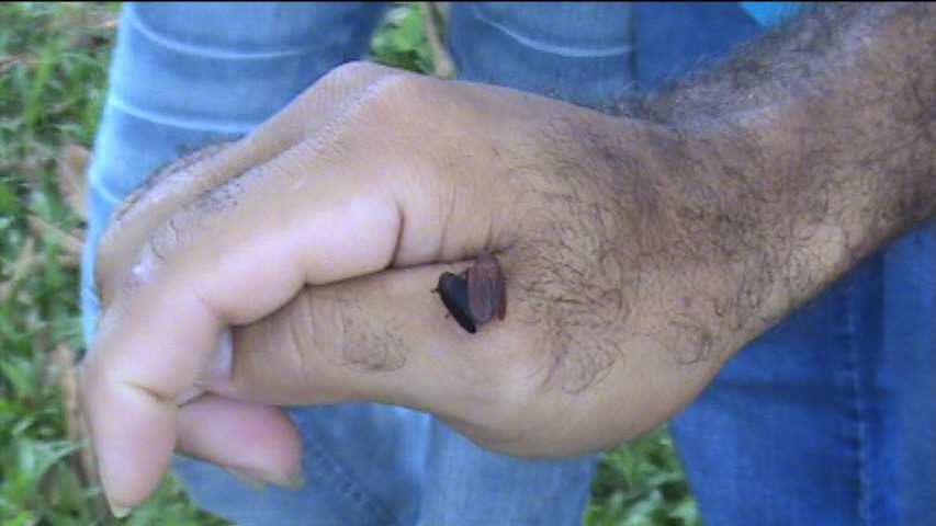 Participantes identificam cigarrinhas parasitadas pelo fungo nas pastagens.
