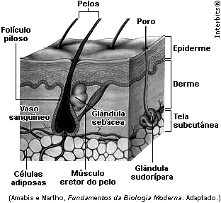 16. (Uff 2012) O sistema imune apresenta um tipo de célula que passa do vaso sanguíneo para o tecido conjuntivo onde irá exercer sua função de defesa.