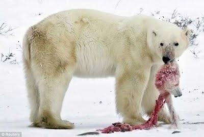 INTRA-ESPECÍFICAS RELAÇÕES DESARMÔNICAS Canibalismo O aquecimento global fez diminuir em 20% a calota polar ártica nos últimos 30 anos, reduzindo o território de caça dos ursos-polares.