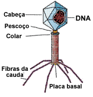 BACTERIÓFAGOS São vírus que parasitam bactérias Podem ser