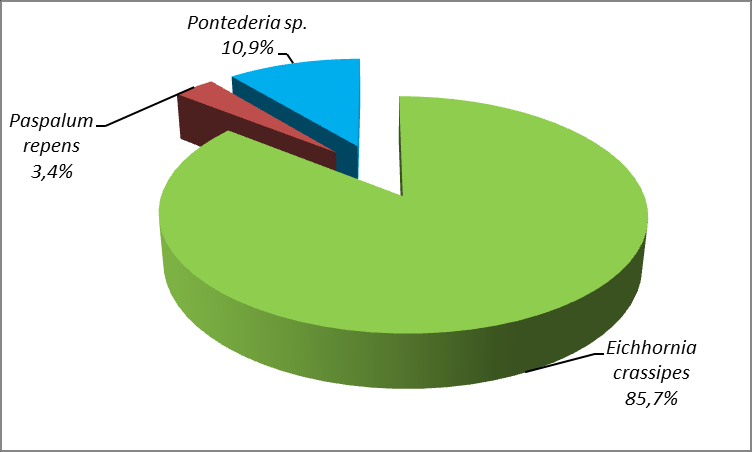 Figura 15. Percentual de larvas de Mansonia coletadas em dois igarapés pesquisados (Igarapé do Ceará e Igarapé Flórida), nas áreas de influência da UHE Santo Antônio, Porto Velho RO, março de 2015.