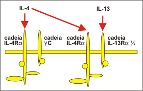 IL-6 A IL-6 estimula a proliferação de timócitos e linfócitos T, upregulate a produção de IgE dependente da IL-4 e 14, medeia a diferenciação de células B (15).
