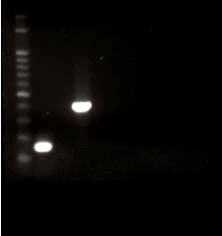 0 Resultados 00 pb 00 pb meca lukf 0 Figura. Eletroforese em gel de agarose mostrando produtos da amplificação dos genes meca e lukf.