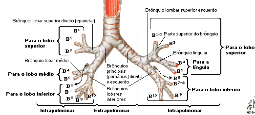 Porção de Condução VII Brônquios e Ramos: Estrutura: Derivam da traquéia dois brônquios principais em nível de T5. O brônquio direito é mais curto e largo, além de ter trajeto mais vertical.