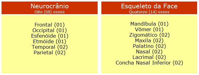 O crânio possui um teto semelhante a uma abóbada a calvária e um assoalho ou base do crânio que é composta do etmóide e partes do