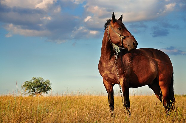 Título: <h1>o Mercado de Cavalos</h1> Introdução: Quando fazemos algo que gostamos, fazemos isso tão bem que podemos passar o dia e a noite toda fazendo a mesma coisa que continuaremos interessados.