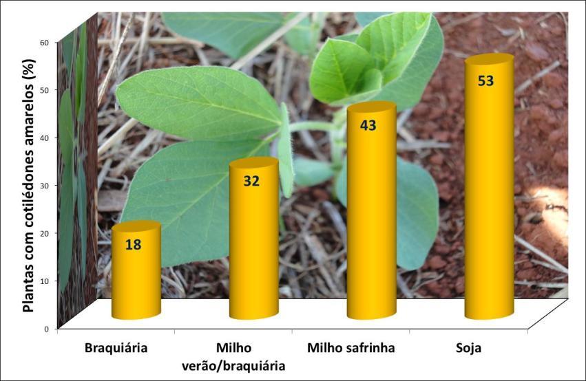 Efeito da cobertura do solo no estabelecimento das plantas Soja pós pousio (PC) Soja pós pousio