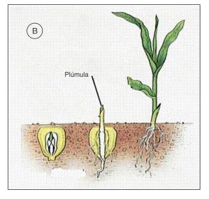 1. (UFPEL) As figuras mostram, respectivamente, a germinação de semente de feijão (A) e de milho (B).