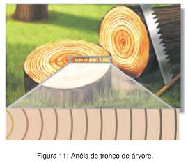 02) Os principais meristemas primários são o câmbio fascicular e o felogênio. Os principais meristemas secundários são o câmbio interfascicular e o meristema apical.