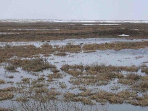 Principais características O solo permanece gelado e coberto de neve durante a maior parte do ano, a vegetação é rasteira, não possui árvores com abundância de musgos e