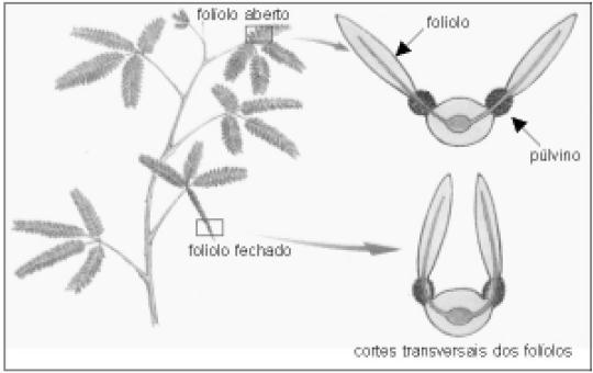 5) (UFU-2006) O esquema abaixo mostra o movimento dos folíolos de Mimosa pudica, comumente chamada de sensitiva ou dormideira, que ao ser tocada reage dobrando os folíolos para cima.