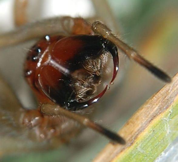 Aspecto externo da aranha Olhos Pedipalpo