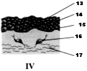 30 - (UEG GO) Os tecidos de revestimento ou epitélios são formados por células justapostas e apresentam características peculiares nos diferentes grupos animais.