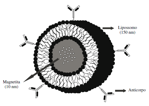 21 Figura 2.4: Esquema do magnetolipossomo com nanopartículas de magnetita conjugados a anticorpos específicos [17].