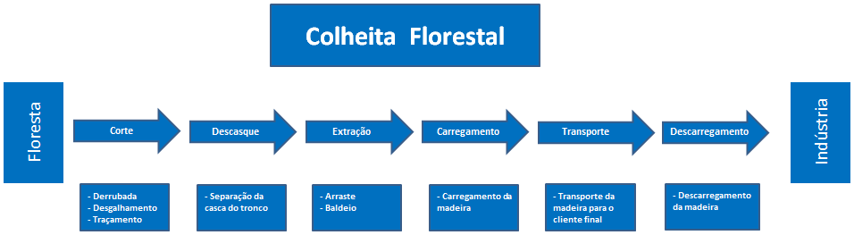 ter a qualidade de formar paredões que cortam o vento e proporcionarem grandes vantagens fitossanitárias.