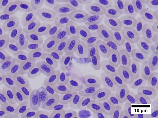 E F G H Figura 15 (continuação) Aspecto dos diferentes géneros de hemoprotozoários observados. (E) Microgametócito (seta preta) de Plasmodium spp.