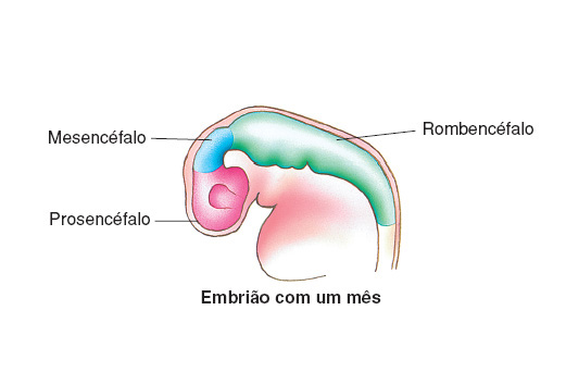 Biologia FISIOLOGIA HUMANA SISTEMA NERVOSO Tem por função receber, associar, armazenar ou emitir informações garantindo assim a homeostase e neurossecreção.