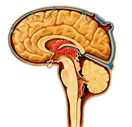 ..(pic) Circulação por todo SNC, através do espaço subaracnóideo Líquido Cérebro-Espinhal (líquor) Sistema Nervoso Periférico Nervos Cranianos Espinhais Nervos Espinhais