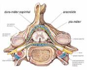 Nervos Cranianos Gânglios olfatório trigêmeo ótico oculomotor e troclear abducente facial - intermédio Dilatações