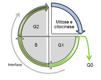 Capítulo 2 Sistema Nervoso se em 3 etapas: G1 (síntese proteica), S (duplicação do DNA) e G2 (duplicação dos centríolos).