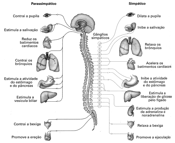 Sistema Nervoso Autônomo