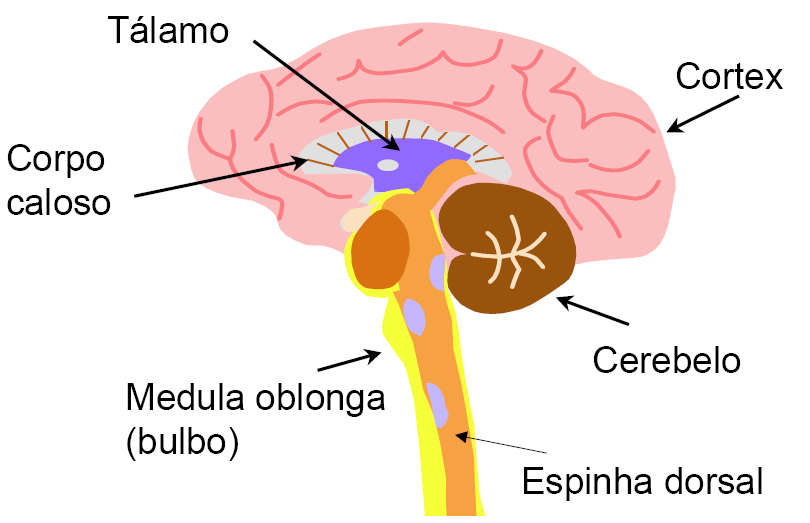 Cérebro