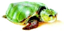 Conhecendo mais sobre as tartarugas Tartaruga-verde (Chelonia mydas) unidade 01 tartarugas Cabeçuda (Caretta caretta) É a espécie mais numerosa no Brasil, desovando em quase todo o litoral.