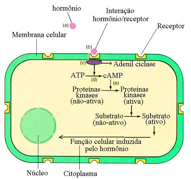 2 Fig. 1b - Ação hormonal devido à presença de moléculas receptoras Em mamíferos o sistema nervoso e o sistema endócrino são interligados pelo hipotálamo, que regula a atividade da hipófise.