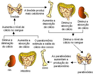 de forma acelerada nas mulheres após a menopausa. A produção de calcitonina é estimulada pelos estrogênios, o que pode explicar este fato.