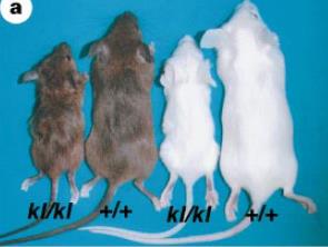 Nature; 390, 1997 HAS Hipercalcemia, sal-sensível Hiperfosfatemia, calcitriol, FGF-23 Produção Atrofia Muscular de camundongos